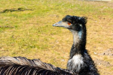 Emu portresi. Devekuşu lense arıyor. Dromaius novaehollandiae. Detaylı fotoğraf devekuşu kafasını. Büyük portakal göz. Mini hayvanat bahçesinde Castolovice.