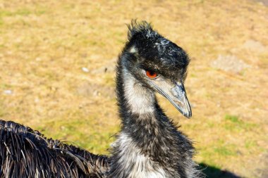 Emu portresi. Devekuşu lense arıyor. Dromaius novaehollandiae. Detaylı fotoğraf devekuşu kafasını. Büyük portakal göz. Mini hayvanat bahçesinde Castolovice.