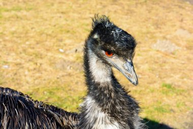 Portrait of emu. The ostrich is looking into the lens. Dromaius novaehollandiae. Detailed photo ostrich head. Large orange eye. Mini Zoo in Castolovice. clipart