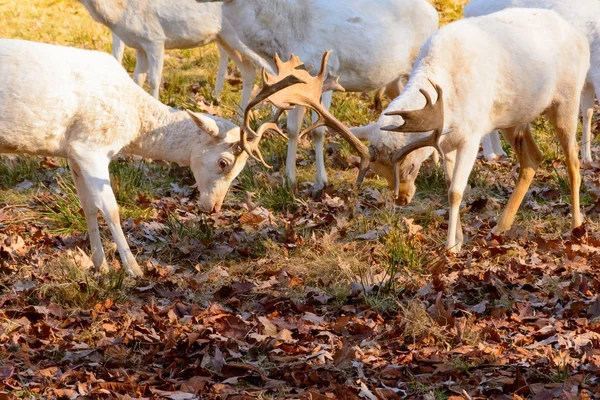 Herd of white fallow deer in nature at sunset. Fallow deer in rut. Latin name - Dama dama. Rare albino fallow deer. — Stock Photo, Image