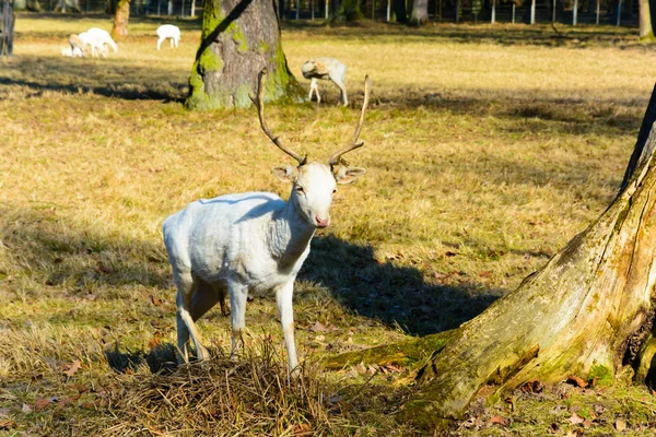 Manada de ciervos blancos en la naturaleza al atardecer. Ciervo en celo. Nombre latino - Dama dama. Venado de barbecho albino raro . —  Fotos de Stock