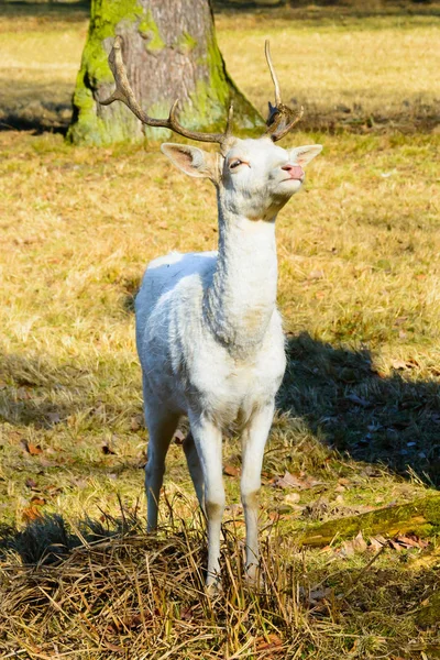 夕暮れ時自然に白いダマジカの群れ。ダマジカ マンネリで。ラテン語名 - Dama dama。珍しいアルビノ ファロー鹿. — ストック写真