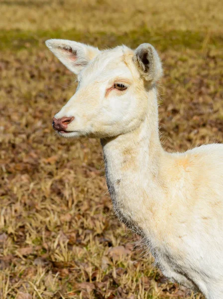 Manada de ciervos blancos en la naturaleza al atardecer. Ciervo en celo. Nombre latino - Dama dama. Venado de barbecho albino raro . —  Fotos de Stock