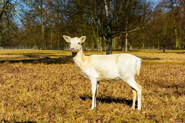 Стадо белых оленей в природе на закате. Паровые олени в колее. Латинское название - Dama dama. Редкий альбинос . — стоковое фото