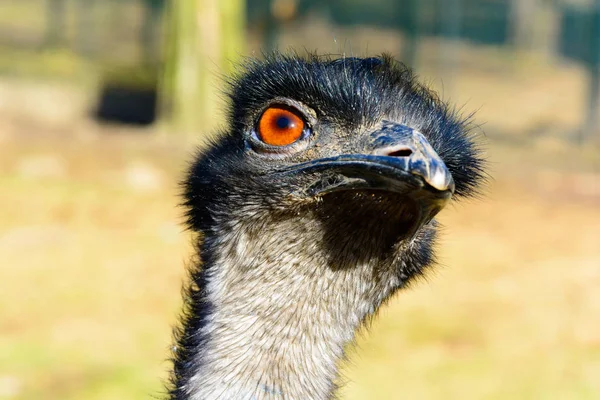 Emu portresi. Devekuşu lense arıyor. Dromaius novaehollandiae. Detaylı fotoğraf devekuşu kafasını. Büyük portakal göz. Mini hayvanat bahçesinde Castolovice.