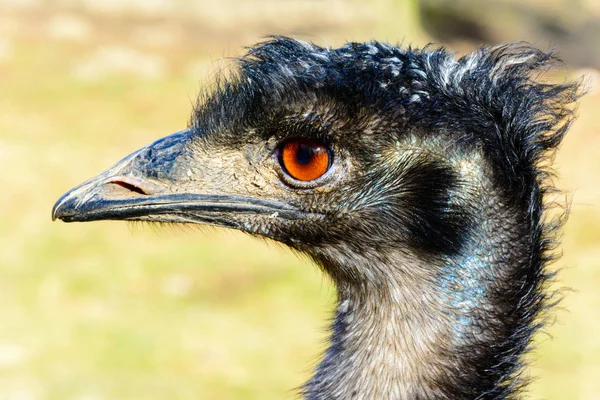 Emu portresi. Devekuşu lense arıyor. Dromaius novaehollandiae. Detaylı fotoğraf devekuşu kafasını. Büyük portakal göz. Mini hayvanat bahçesinde Castolovice.