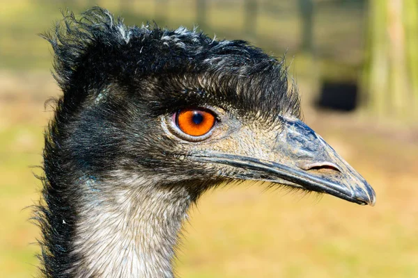 Emu portresi. Devekuşu lense arıyor. Dromaius novaehollandiae. Detaylı fotoğraf devekuşu kafasını. Büyük portakal göz. Mini hayvanat bahçesinde Castolovice.
