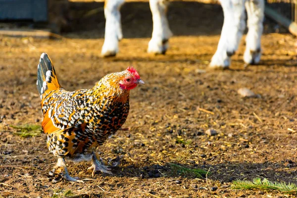 Altın benekli tavuk çiftliği. Gallus gallus domesticus. Tavuk gıda padok içinde arama. Gün batımında tavuklar.