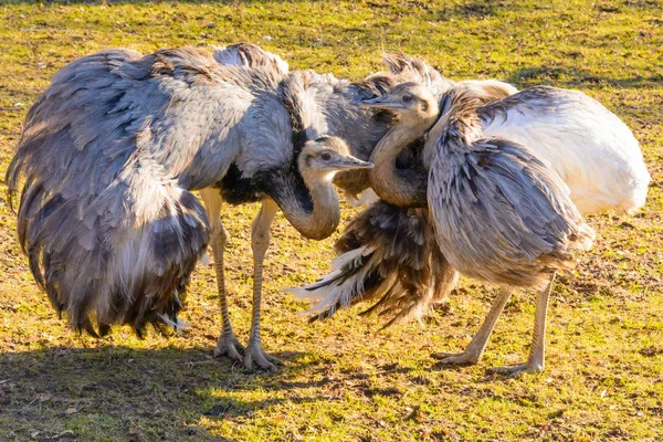 Corteggiamento di struzzo. Due struzzi di rhea al tramonto. Amore per lo struzzo. Rhea americana. Mini zoo a Castolovice . — Foto Stock