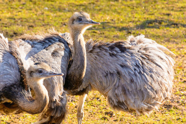 Ostrich courtship. Two ostriches rhea at sunset. Ostrich love. Rhea americana. Mini Zoo in Castolovice.