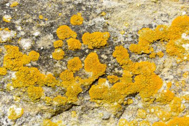 Bir arka plan doku doğal kaya