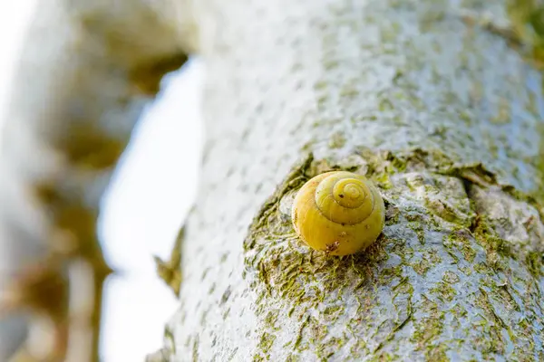 Yellow snail on the tree — Stock Photo, Image