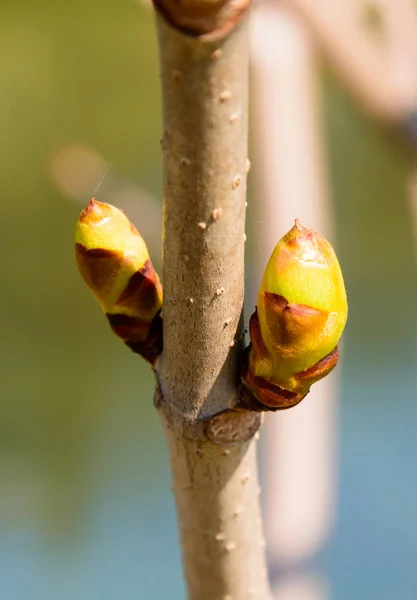 Bourgeons de printemps sur la branche d'arbre — Photo