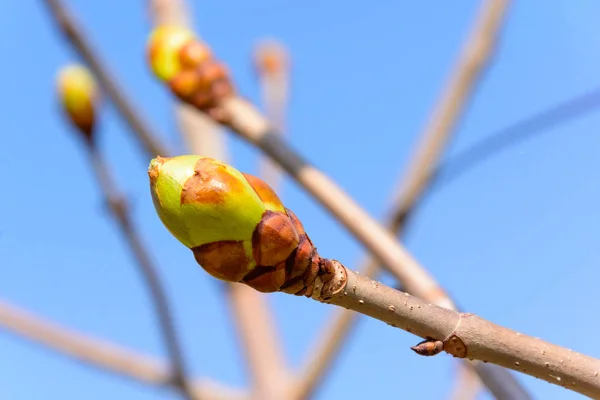 Bourgeons de printemps sur la branche d'arbre — Photo