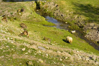 Gün batımında mera üzerinde Evcil koyun