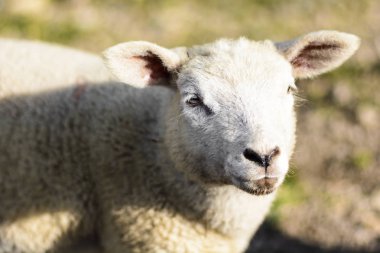 Gün batımında mera üzerinde Evcil koyun