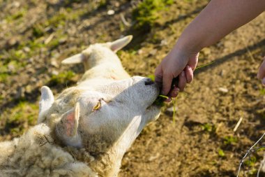 Elinden bir koyun besleme