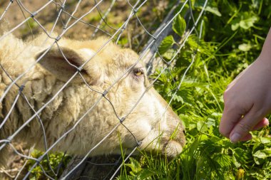 Elinden bir koyun besleme