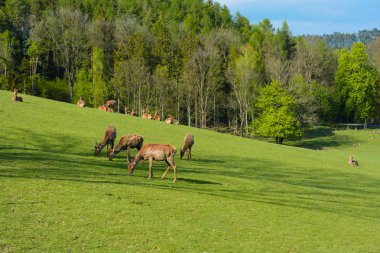 Geyik sürüsü batımında yeşil mera üzerinde