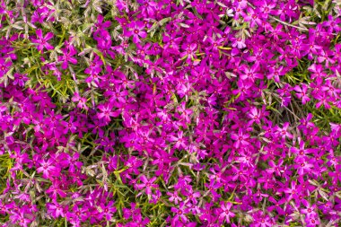 Bahçede sonsuz birçok menekşe çiçek