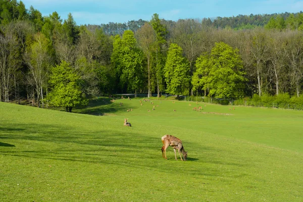 A herd of deer on a green pasture at the sunset — Stock Photo, Image