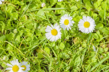Alan papatya çiçekleri yeşil bir çayırda