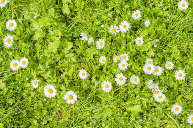 Alan papatya çiçekleri yeşil bir çayırda
