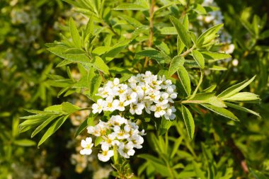 Süslü bir yeşil dalı küçücük beyaz çiçekler