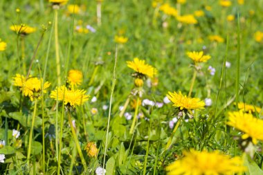 Sarı çiçek açan ayrıntı dandelions gündoğumu, çimenlerin üzerinde