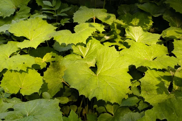 Big green burdock in a forest — Stock Photo, Image