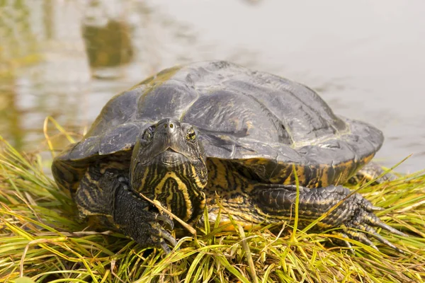 Uma tartaruga à espera de presa na margem do rio — Fotografia de Stock
