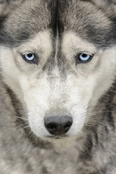 Retrato de Husky siberiano com olhos azuis — Fotografia de Stock