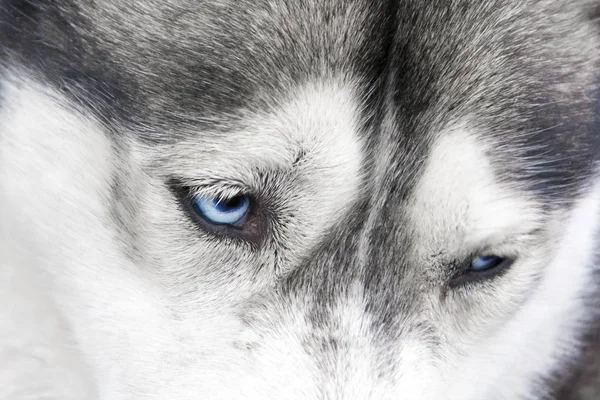 Mavi gözlü Sibirya Husky detay