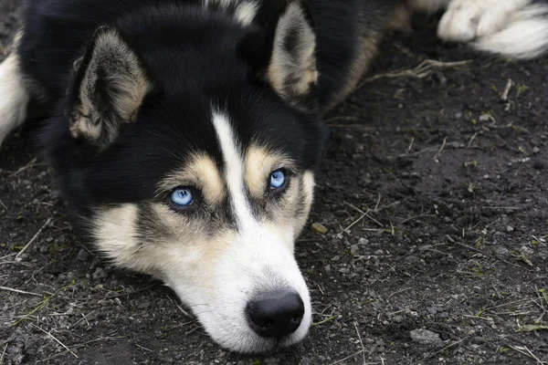 Yalancı Sibirya husky mavi gözleriyle portresi