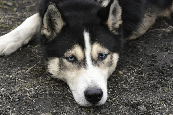 Yalancı Sibirya husky mavi gözleriyle portresi