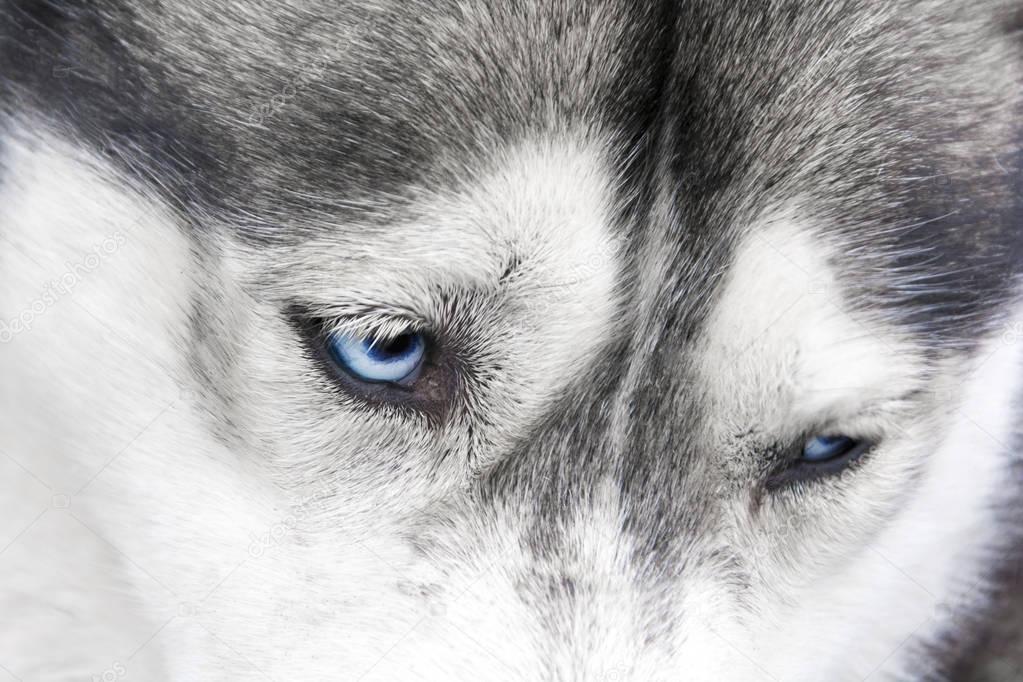 Detail of blue eyes of Siberian Husky