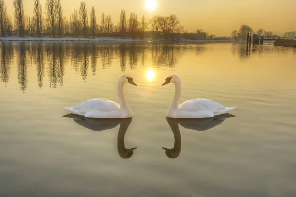 Két fehér hattyú egy folyó a naplemente — Stock Fotó