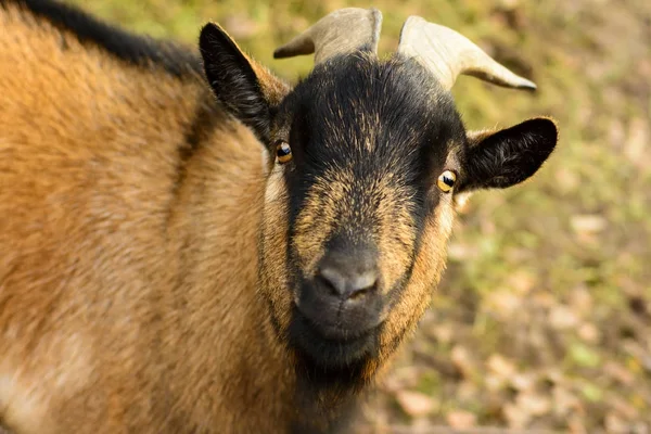 Retrato de una cabra marrón con cuernos grandes —  Fotos de Stock