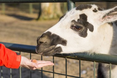 Bir kadın el benekli bir lama besleme