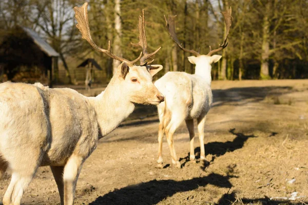 Albino dámvad állva a poros úton, a naplemente — Stock Fotó