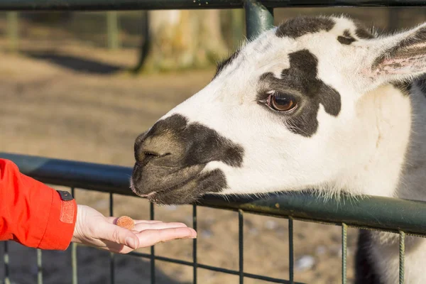 A woman hand feeding a spotted lama — Stock Photo, Image