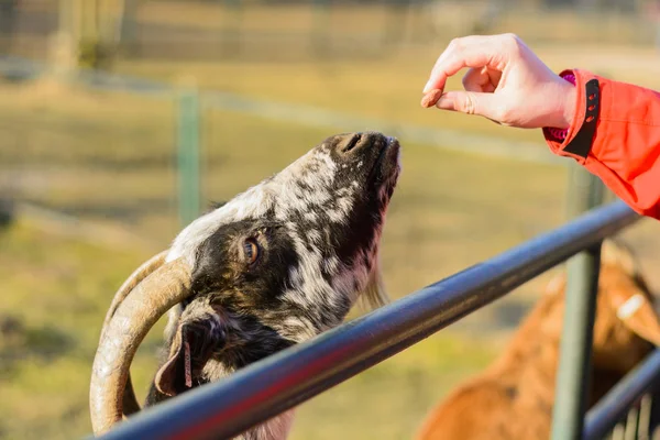 Bir kadın el kahverengi bir keçi besleme Telifsiz Stok Imajlar