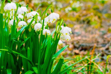Gün batımı çiçeklenme kar tanesi çiçek göl vernum bahar