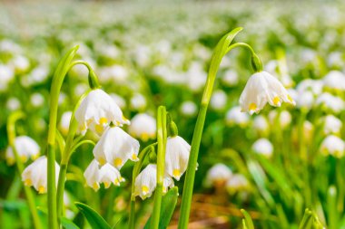 Gün batımı çiçeklenme kar tanesi çiçek göl vernum bahar