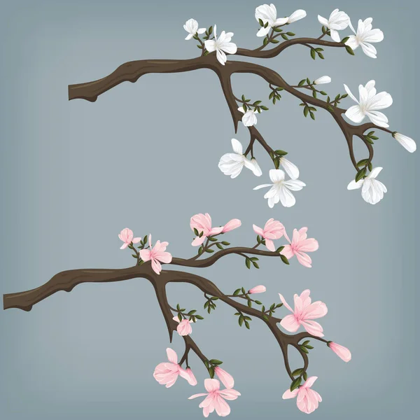 Vectorillustratie van een bloeiende magnolia tak. Roze en witte Magnolia 's — Stockvector