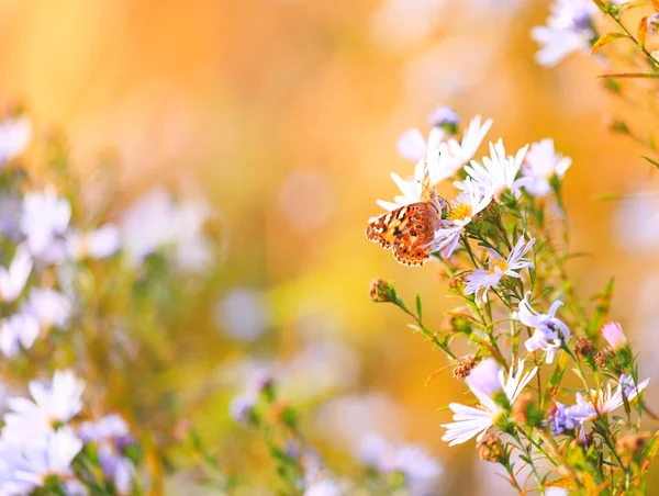 Přírodní živé pozadí s painted lady butterfly. — Stock fotografie