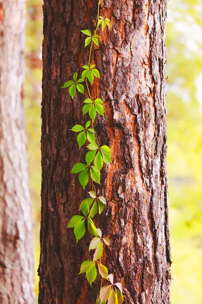 Tree trunk close up, ivy vine.