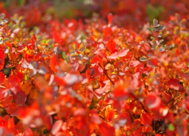 Sonbahar çalılar canlı kırmızı yaprakları.