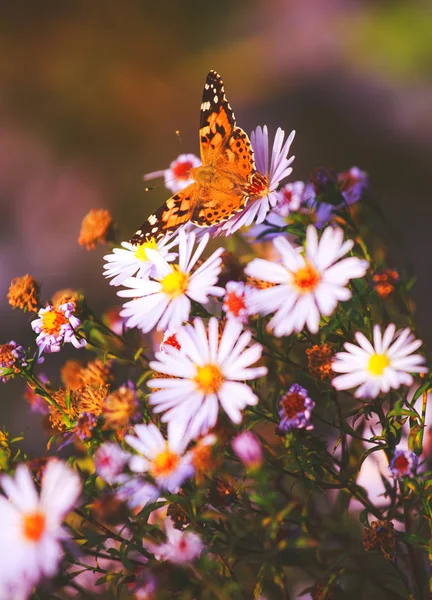 Boyalı Bayan kelebek ile doğal hareketli arka plan.