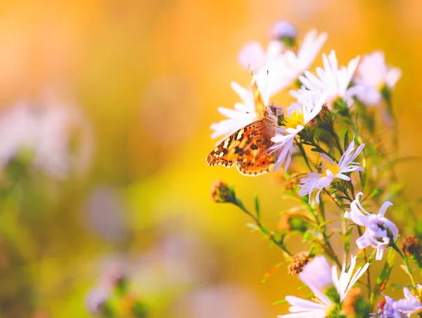 Natural vibrant background with painted lady butterfly. — Stock Photo, Image